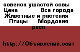 совенок ушастой совы › Цена ­ 5 000 - Все города Животные и растения » Птицы   . Мордовия респ.